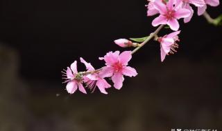 兰花桃花怎么养护 阴桃花是什么意思