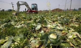 河南蔬菜滞销原因 河南现万吨蔬菜滞销现象