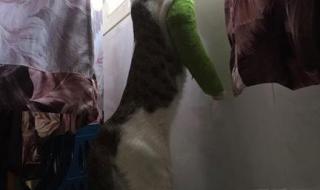 猫咪尾巴下垂时怎么了 猫咪打哈欠下巴脱臼